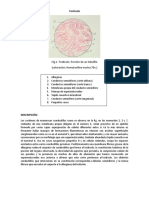 Testículo: Fig.1-Testículo. Porción de Un Lobulillo (Coloración: Hematoxilina-Eosina 70x.)