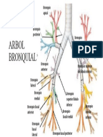 Arbol Bronquial