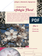 Atividade - Morfologia Floral Corrigida