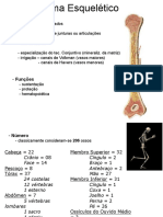 Sistema Esquelético Humano