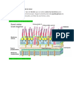 Pared Celular-Morfologia