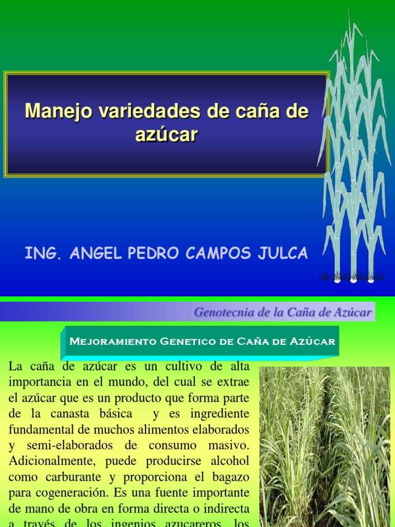 Variedades Caña de Azucar | Descargar gratis PDF | Agricultura | Azúcar