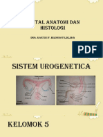 Sistem Urogenital Pria dan Wanita