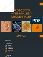 B- Protozoos Intestinales y Urogenitales