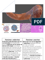 Pancreas