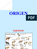 EQUINOS-Práctica Veterinaria