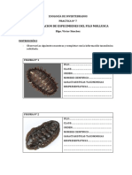 ZOOLOGÍA DE INVERTEBRADOS - Practica 7