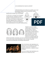 Por Qué Las Mandíbulas Han Reducido Su Tamaño 1.1