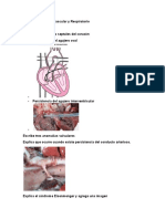 Cuestionario Cardiovascular y Respiratorio