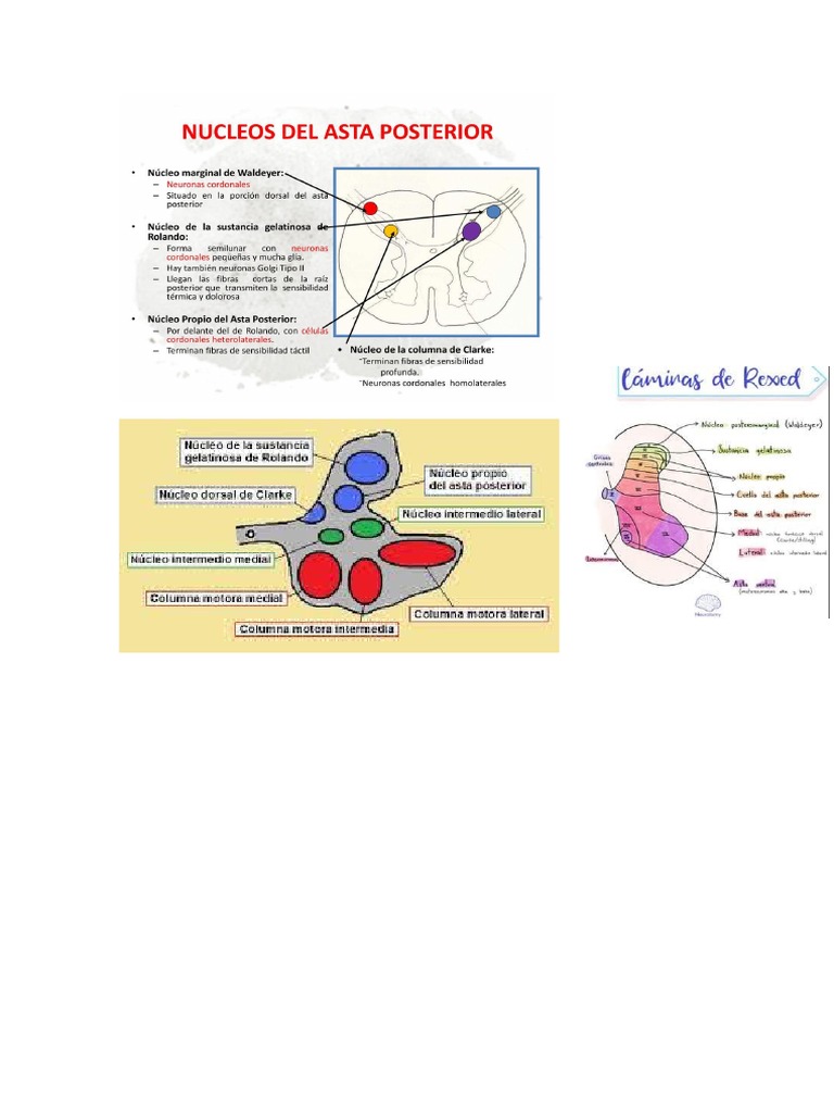 Laminacion de Rexed | PDF