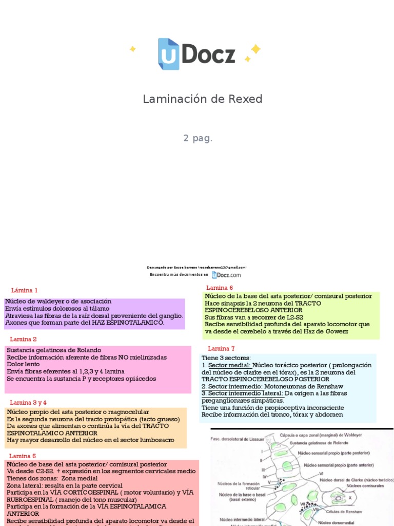 Laminacion de Rexed 100607 Downloable | PDF | Médula espinal | Cerebelo