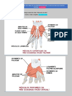 Músculos Da Mão