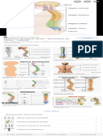 Anatomia de Columna - Búsqueda de Google