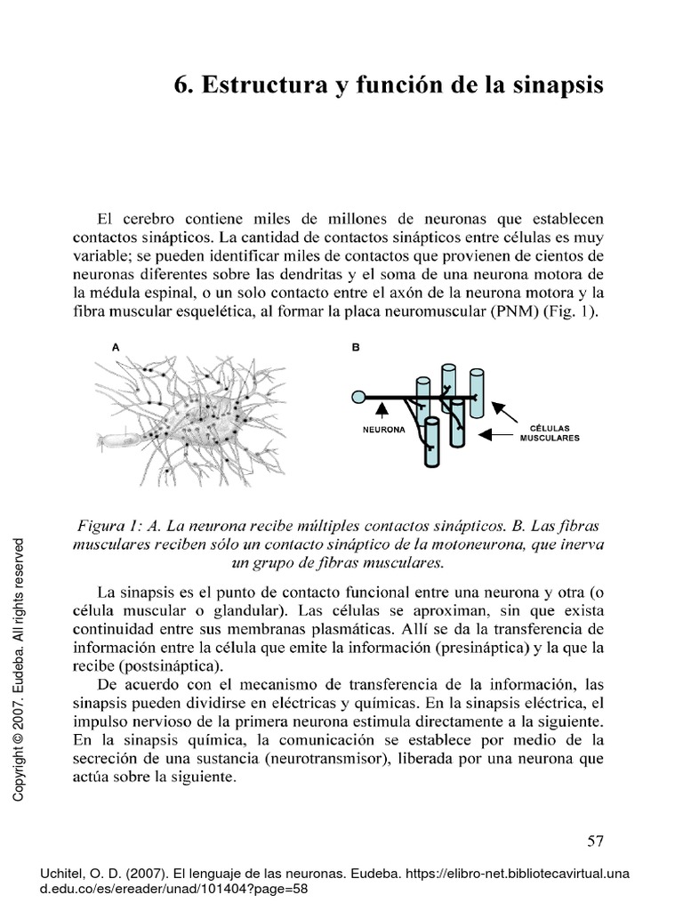 (Sinapsis) El Lenguaje de Las Neuronas | PDF | Neurociencia | Biología