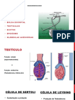 Fisiologia Reprodutiva Do Macho