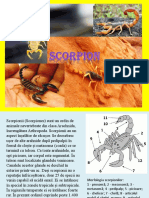 Scorpion