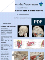 Musculos Suprahioideos e Infrahioideos