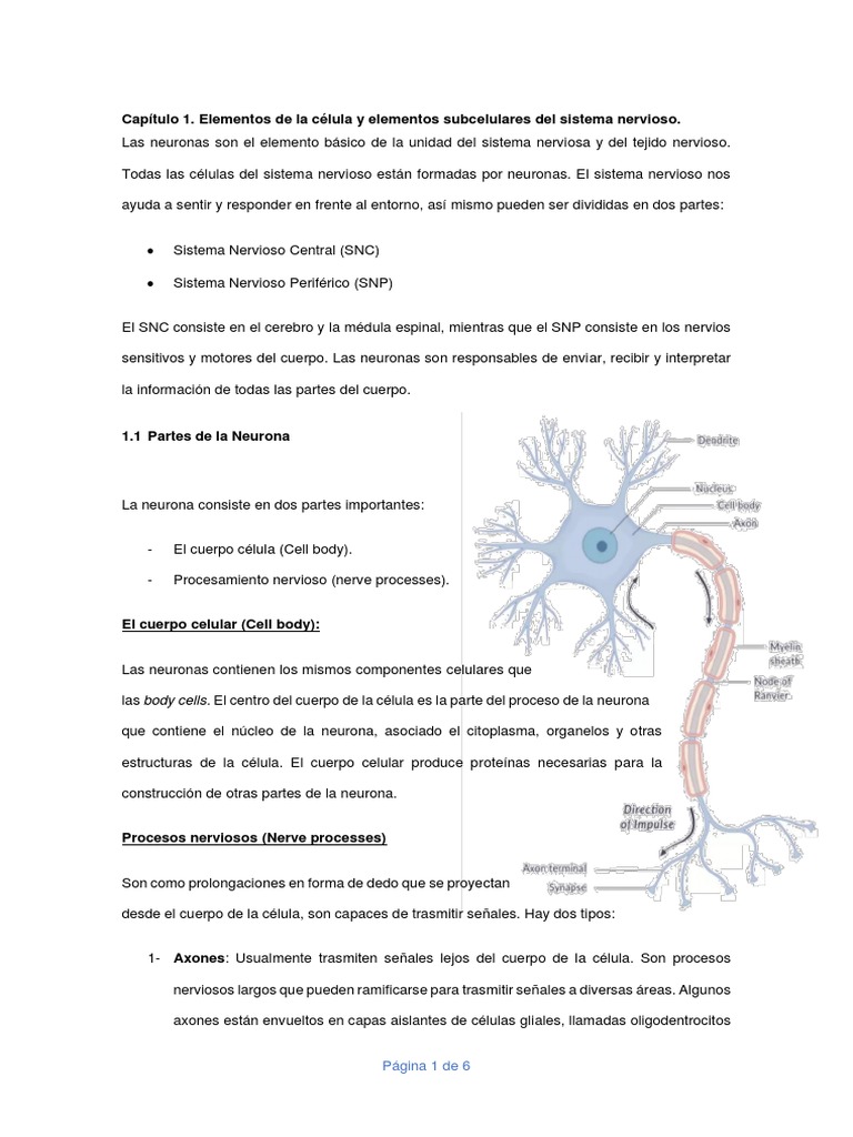 Estructura y Función de Neuronas | PDF | Neurona | Sinapsis
