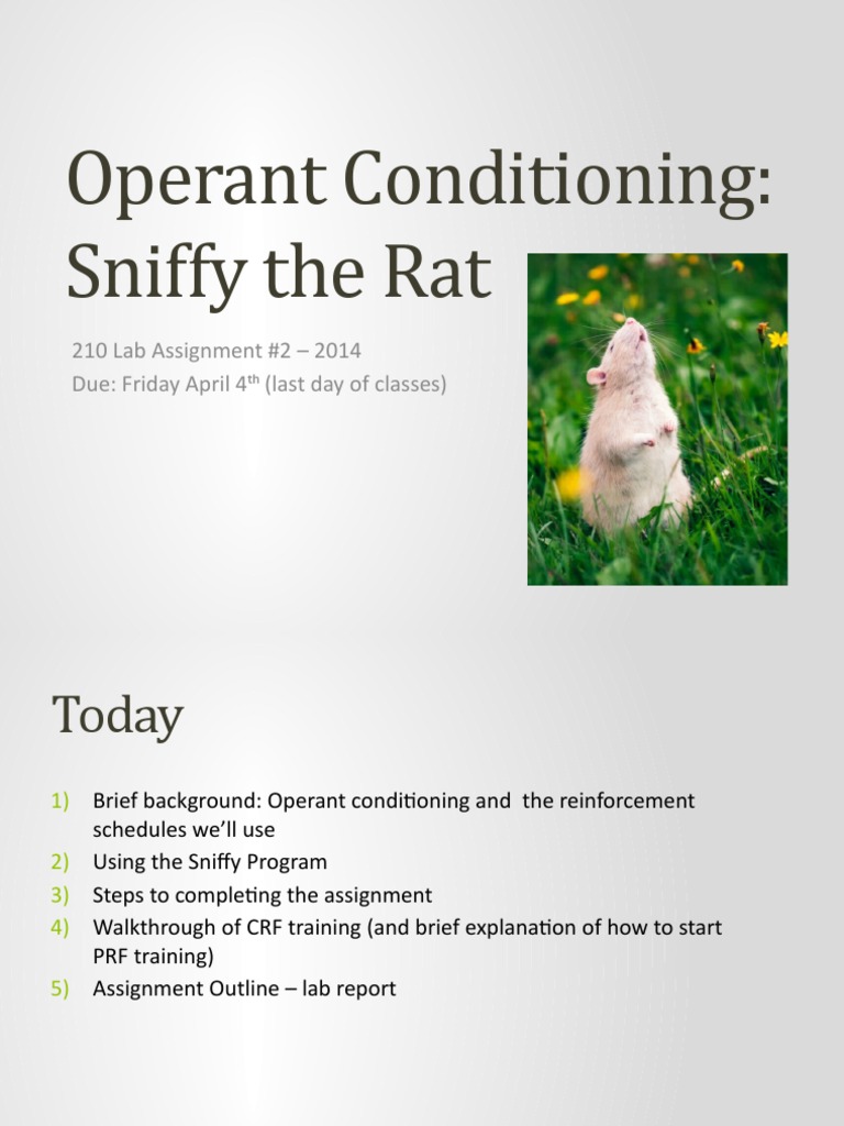 Sniffy the Rat: Operant Conditioning Lab | PDF | Reinforcement | Cognition