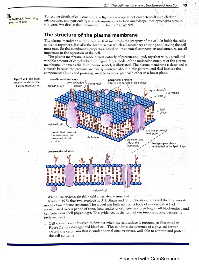 Cell Membrane - Diagrams - Transport Across Cell Membrane | PDF