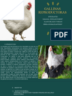 GALLINAS REPRODUCTORAS Nuevo