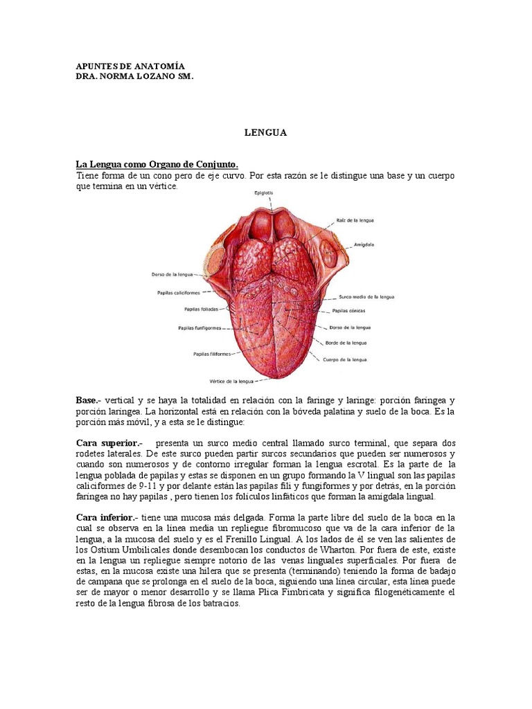Anatomía de la Lengua y Estructuras Linguales | PDF | Lengua | Sistema ...