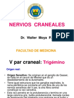 Nervios Craneales