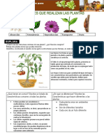 Funciones de Las Plantas