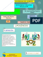 Infografía Lipogénesis Vs Lipólisis