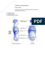 Cuáles son las cavidades del cuerpo humano