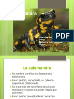 Lasalamandra 160613013942