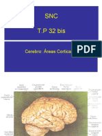 sistema nervioso SNC TP 32 CEREBRO areas corticales (2)