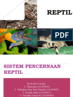 A - Sistem Pencernaan Reptilia