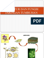 Struktur Dan Fungsi Jaringan Tumbuhan