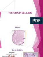 Histologia Del Labio