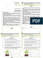 2º Ano - Ciências - Partes Das Plantas