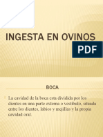 Ingesta en Ovinos