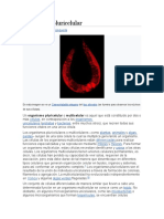 Org Pluricelular