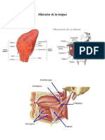 Músculos de La Lengua Anatomia Bucal