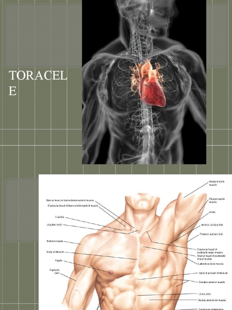 Toracele | PDF