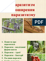 Acrodactyla quadrisculpta паразитує на павуку Tetragnatha montana