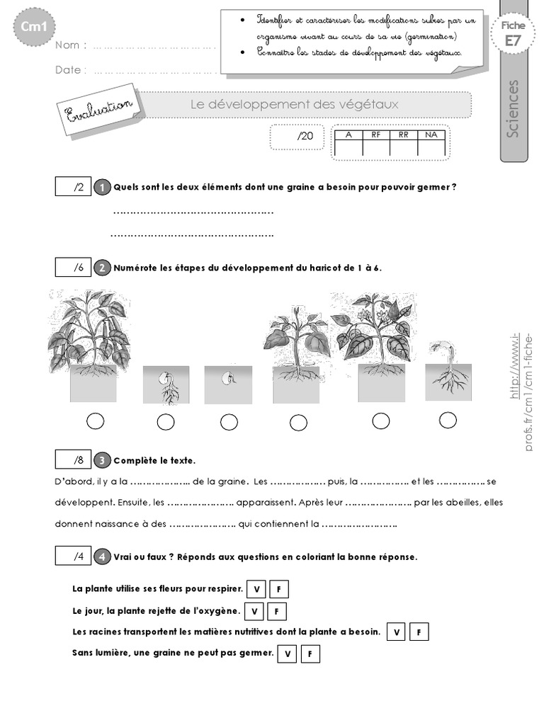 Exercices Sciences Cm1 à Imprimer Cm1 Evaluation Developpement Vegetaux | PDF | Graine | Plantes