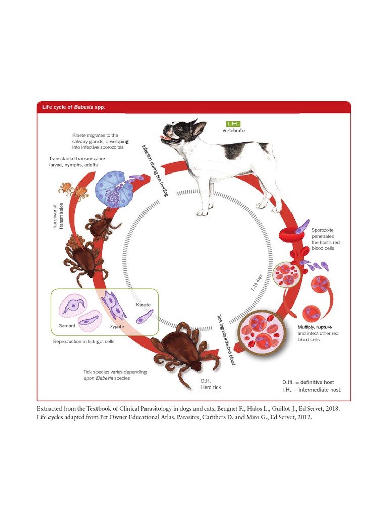 Life Cycle Of Babesia SPP Salivary Glands Developing PDF 