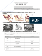 Guía de Adaptaciones de Animales 