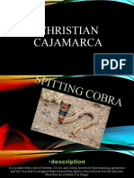 Cobra Escupidora