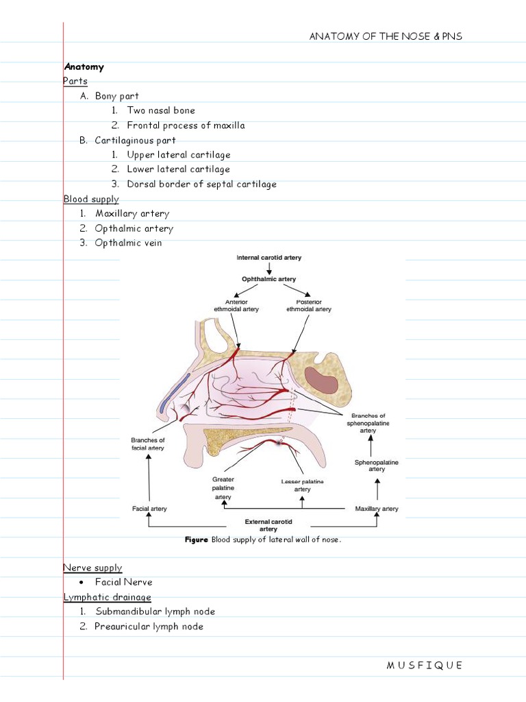 Anatomy of The Nose & Paranasal Air Sinuses | PDF | Human Nose | Anatomy