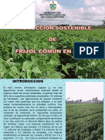 Produccion Sostenible Del Frijol Comun en Cuba
