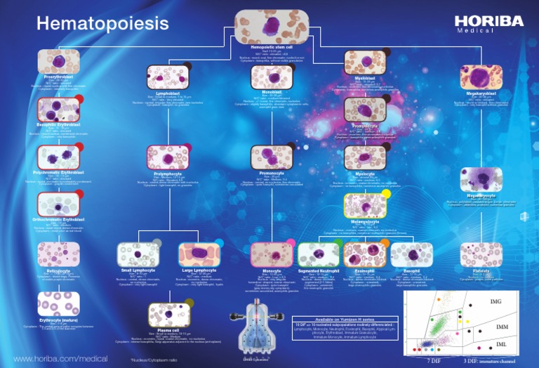 Hematopoiesis Cell Types Overview | PDF | Granulocyte | Cell Nucleus