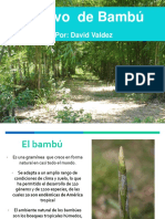 02 David Valdez El Cultivo Del Bambú 1