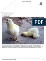 Aspergillosis - Bitchin' Chickens